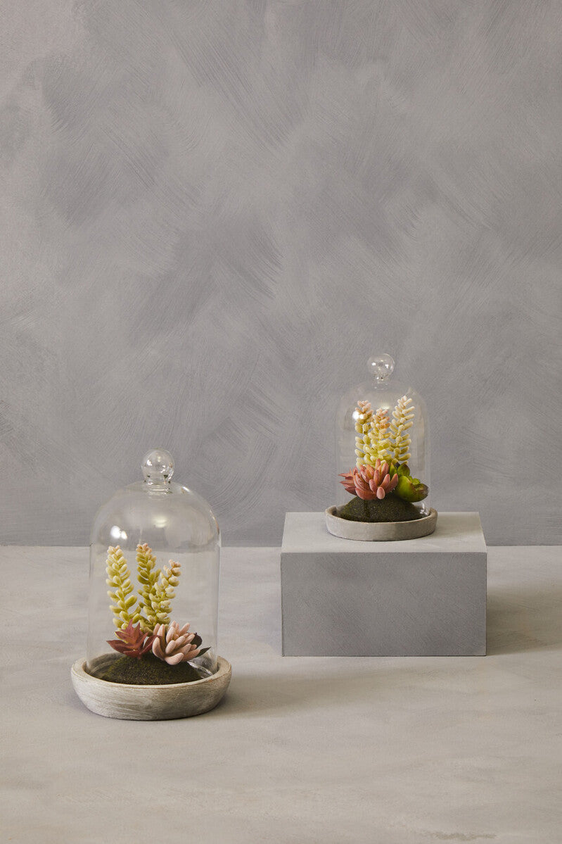 Small Succulent Dome with Cement Base | Fiori