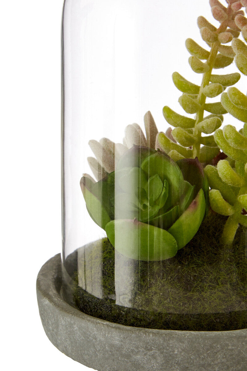 Small Succulent Dome with Cement Base | Fiori