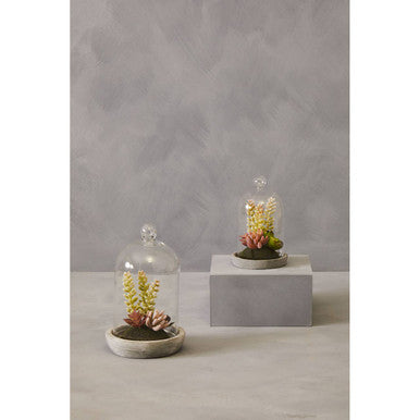 Fiori Large Succulent Dome Cement Base
