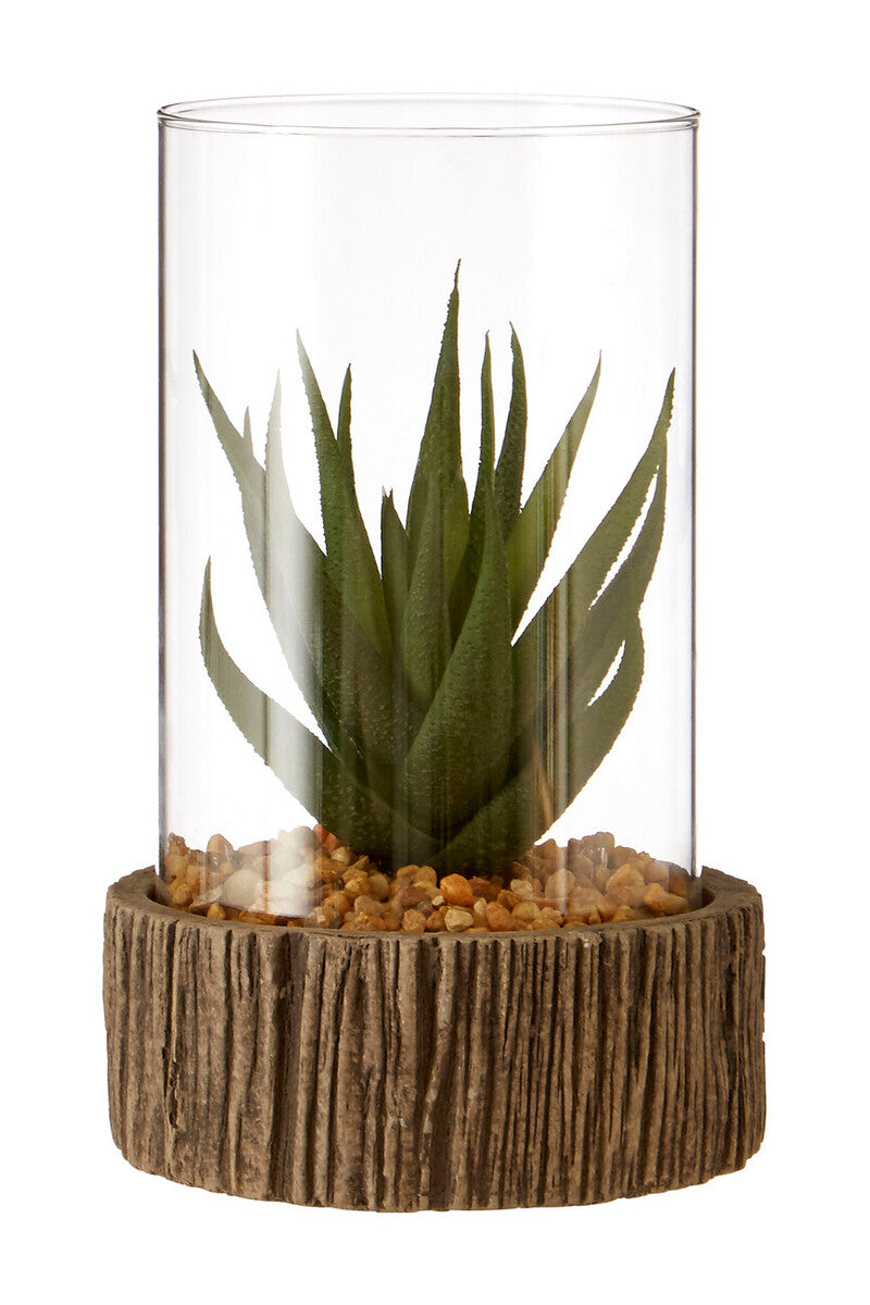 Small Succulent with Natural Stone Base | Fiori