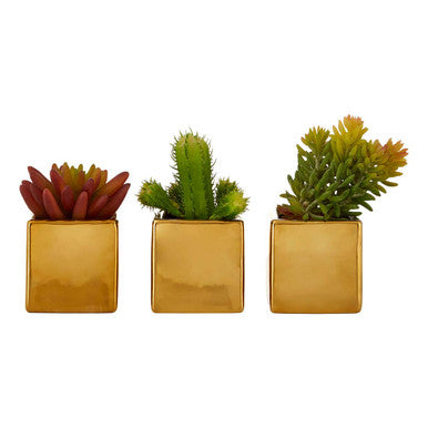 Set of 3 Mini Succulents Fiori with Gold Pot
