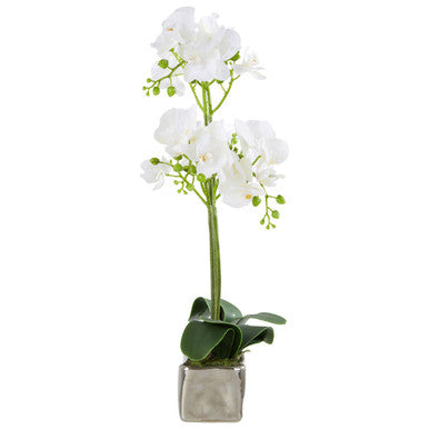 White Orchid Plant in Rectangular Pot | Fiori