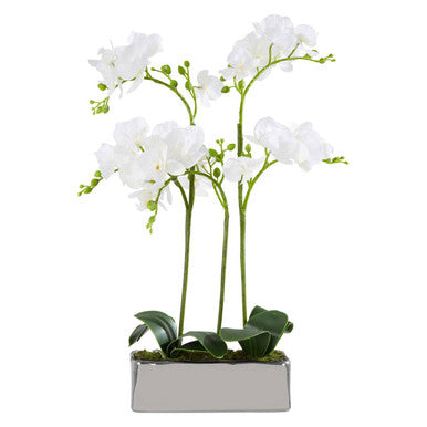White Orchid Plant in Rectangular Pot | Fiori