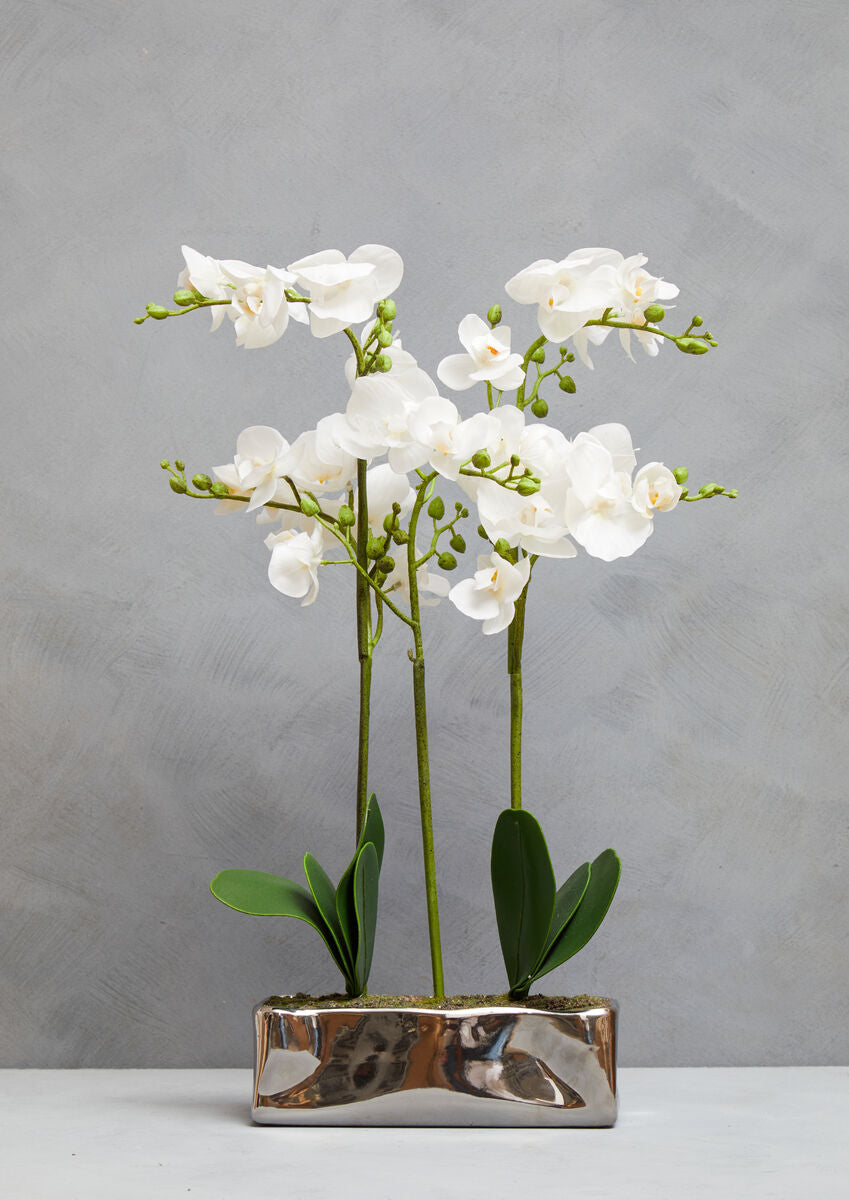 White Orchid Plant in Rectangular Pot | Fiori