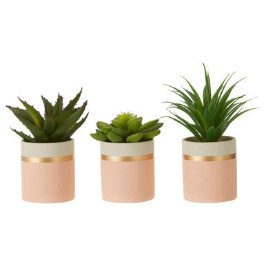 Fiori Set Of 3 Pink Pot Succulents