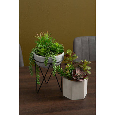Fiori Mixed Succulent