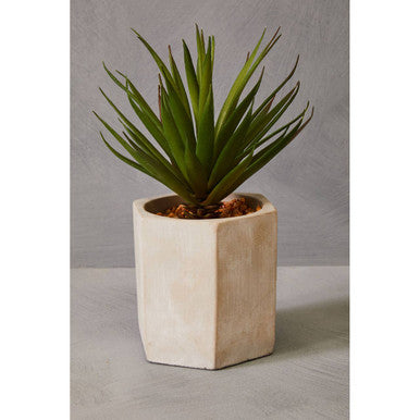 Fiori Sword Grass