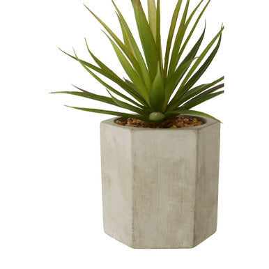 Fiori Sword Grass