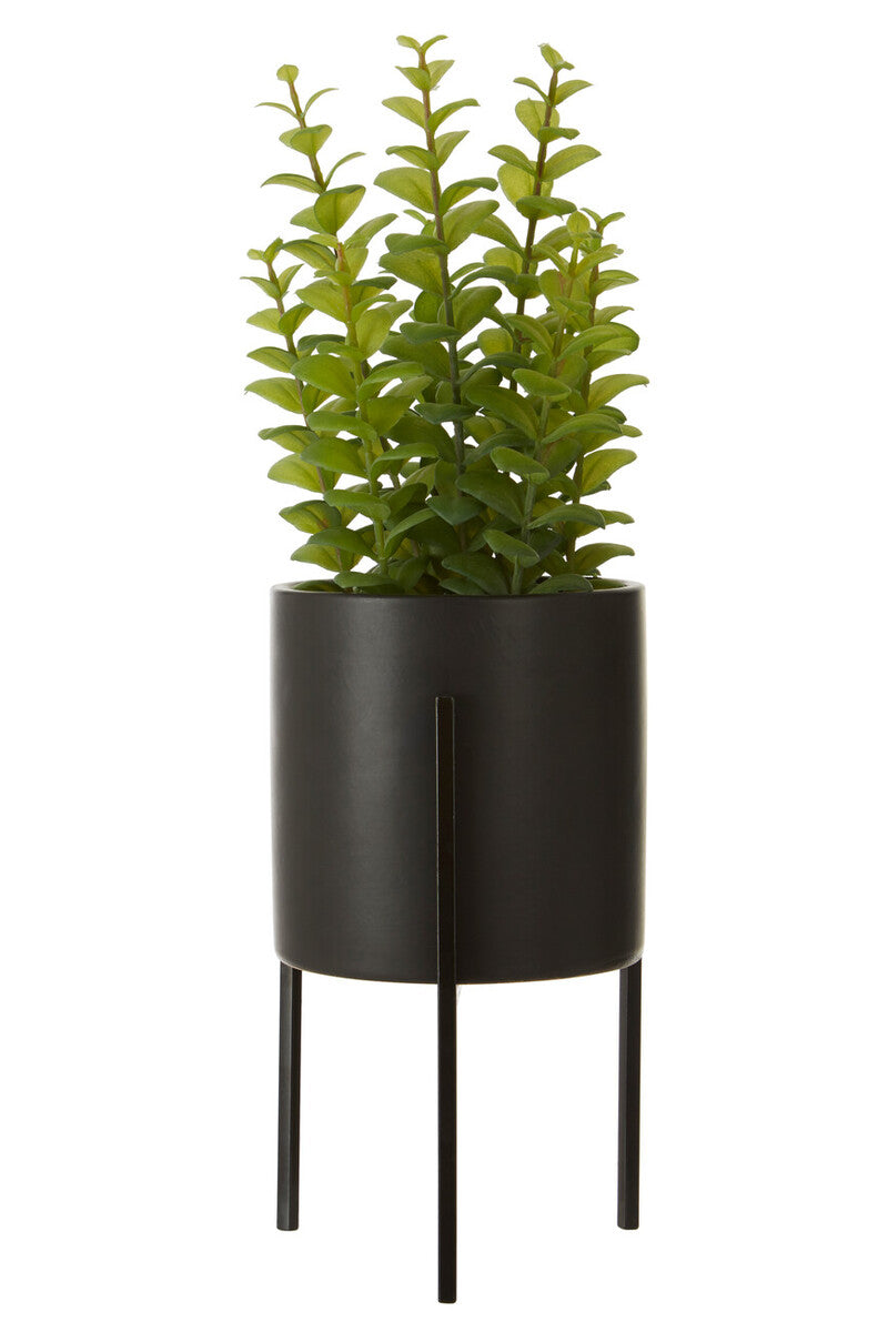 Thyme in Black Pot with Stand | Fiori
