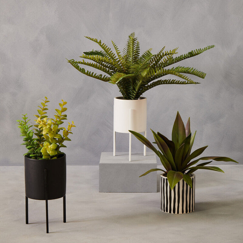 Thyme in Black Pot with Stand | Fiori