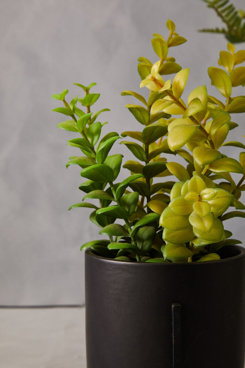 Thyme in Black Pot with Stand | Fiori