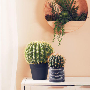 Fiori Cactus Succulent