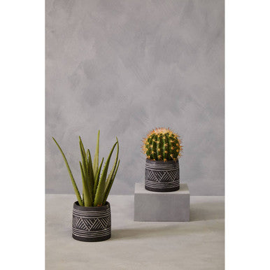 Fiori Aloe Vera Succulent