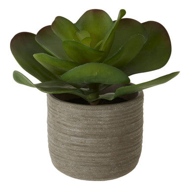 Fiori Lotus Succulent