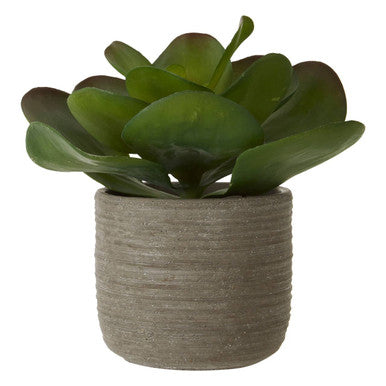 Fiori Lotus Succulent