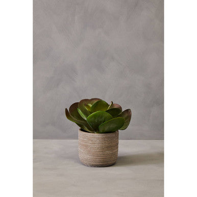 Fiori Lotus Succulent