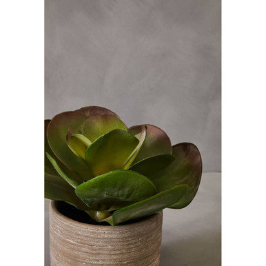 Fiori Lotus Succulent