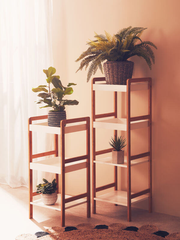 Fiori Boston Fern Succulent