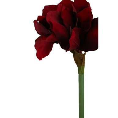Fiori Burgundy Amarylilis Flower Stem