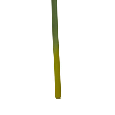 Fiori Burgundy Amarylilis Flower Stem