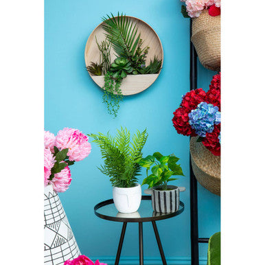 Fiori Fern