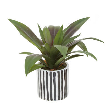 Fiori Agave In Ceramic Pot