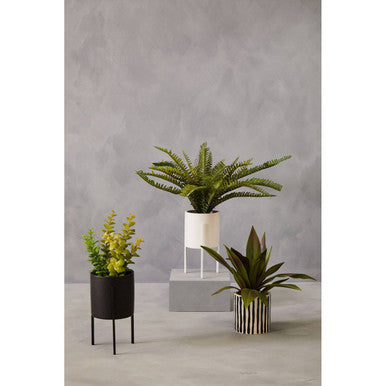 Fiori Agave In Ceramic Pot