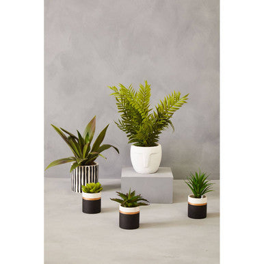 Fiori Agave In Ceramic Pot