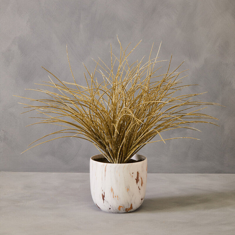 Grass Plant in a Pot | Fiori