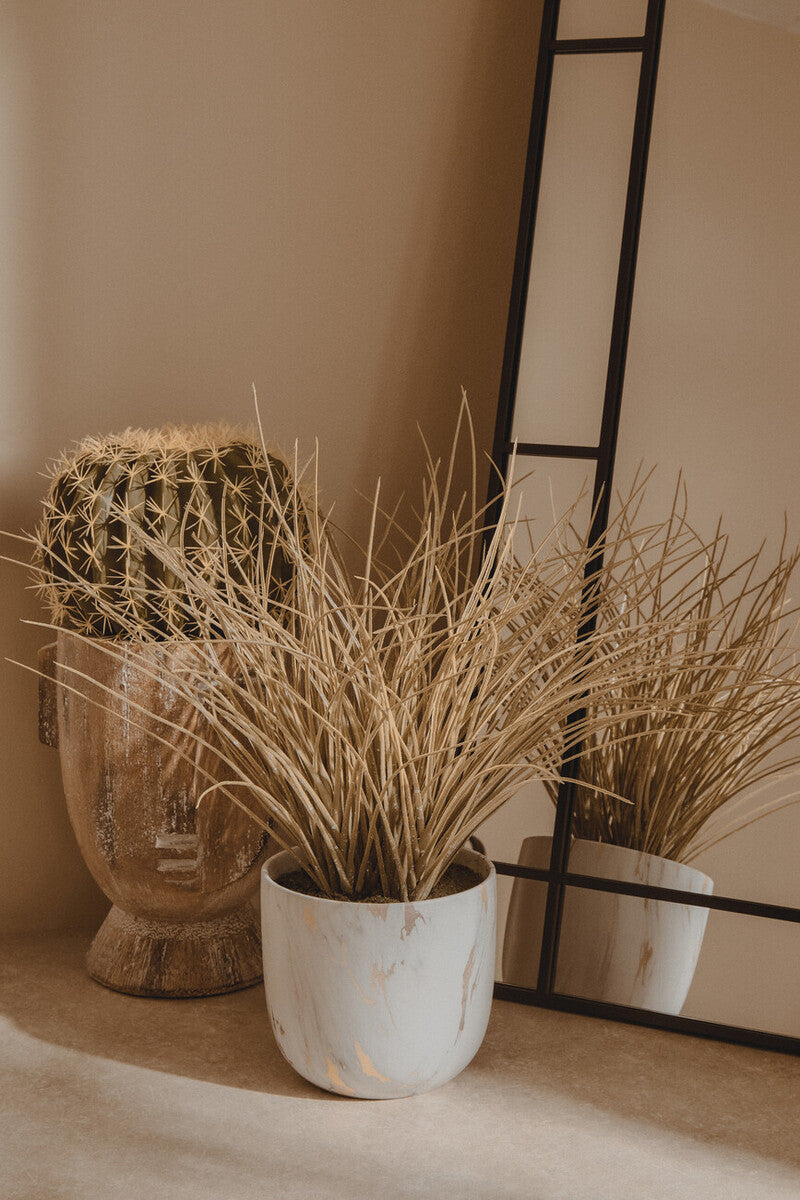 Fiori Grass Plant in a Pot