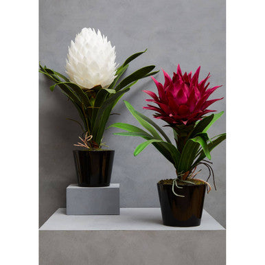Fiori White Tropical Plant in Black Pot