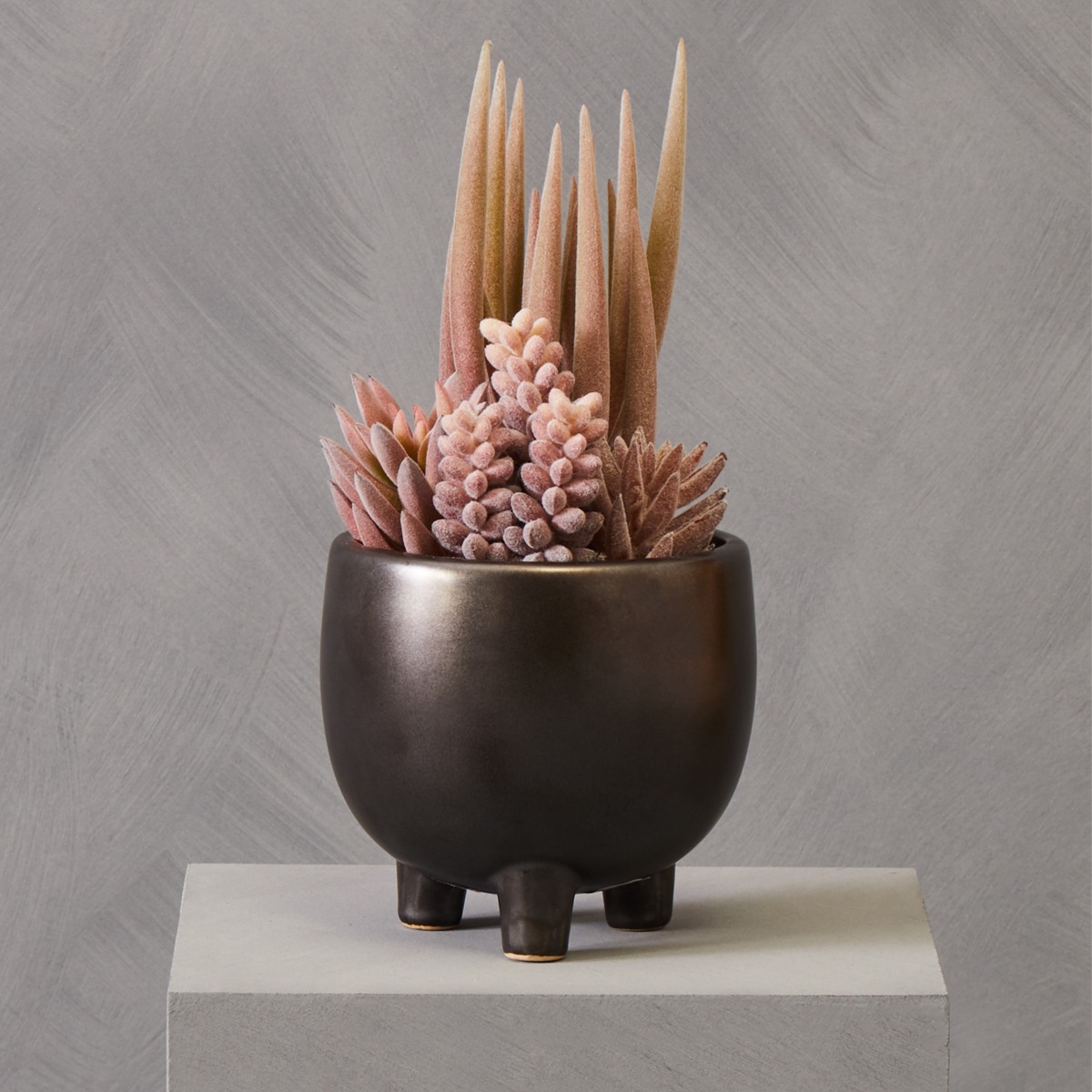 Fiori Mixed Succulents In Ceramic Pot