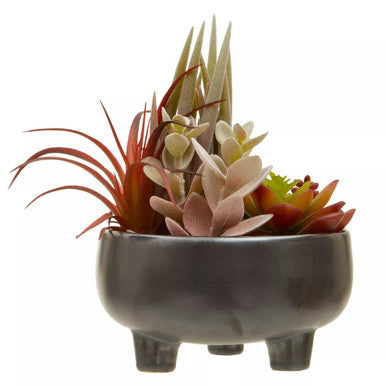 Mixed Succulents in Grey Ceramic Pot | Fiori