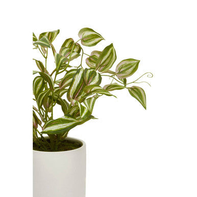 Fiori Inch Plant