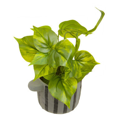 Fiori Devils Ivy