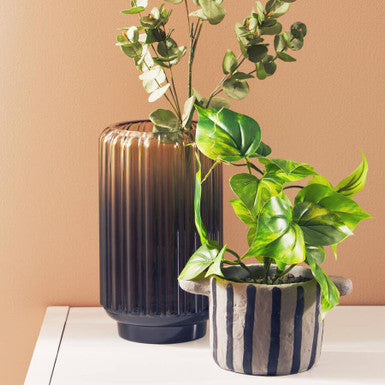Fiori Devils Ivy