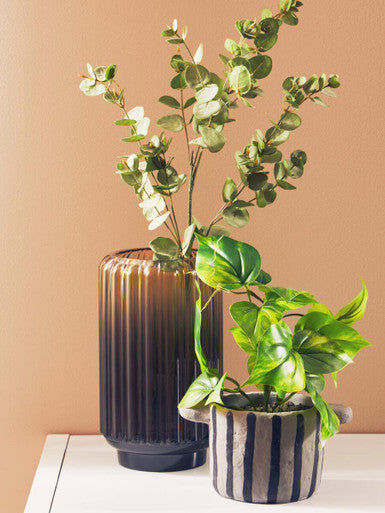 Fiori Devils Ivy