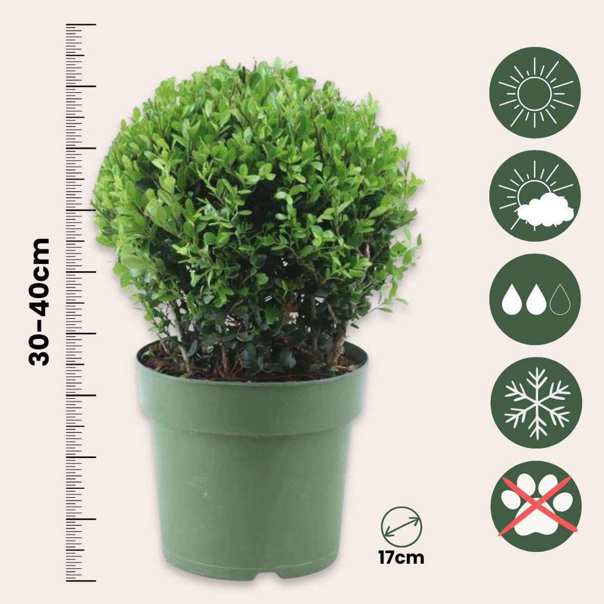 Japanese holly - Ilex crenata 'Jenny' - Height 30-40cm - ⌀17cm
