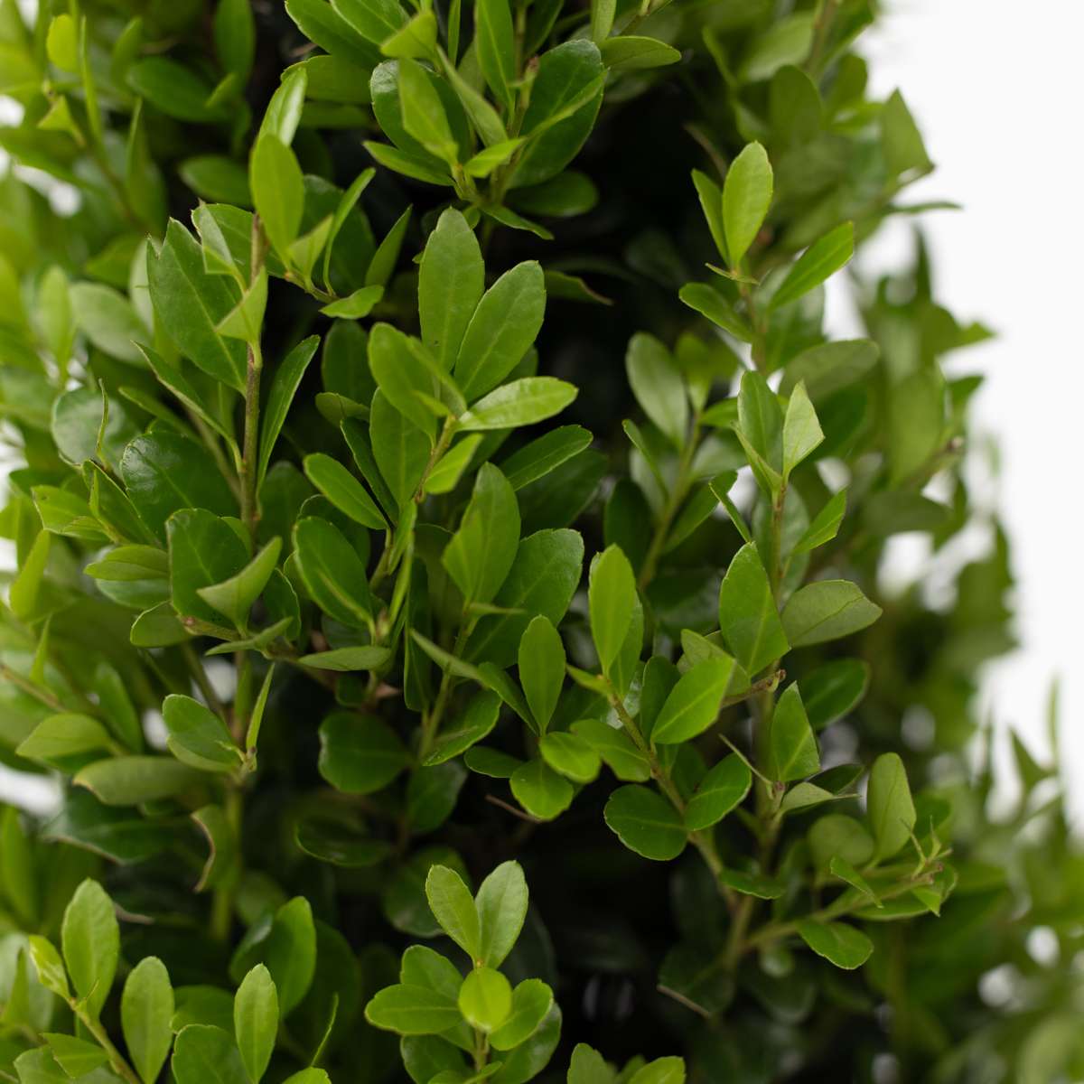 Japanese holly - 2 pcs. Ilex crenata 'Jenny' - Height 30-40cm - ⌀17cm