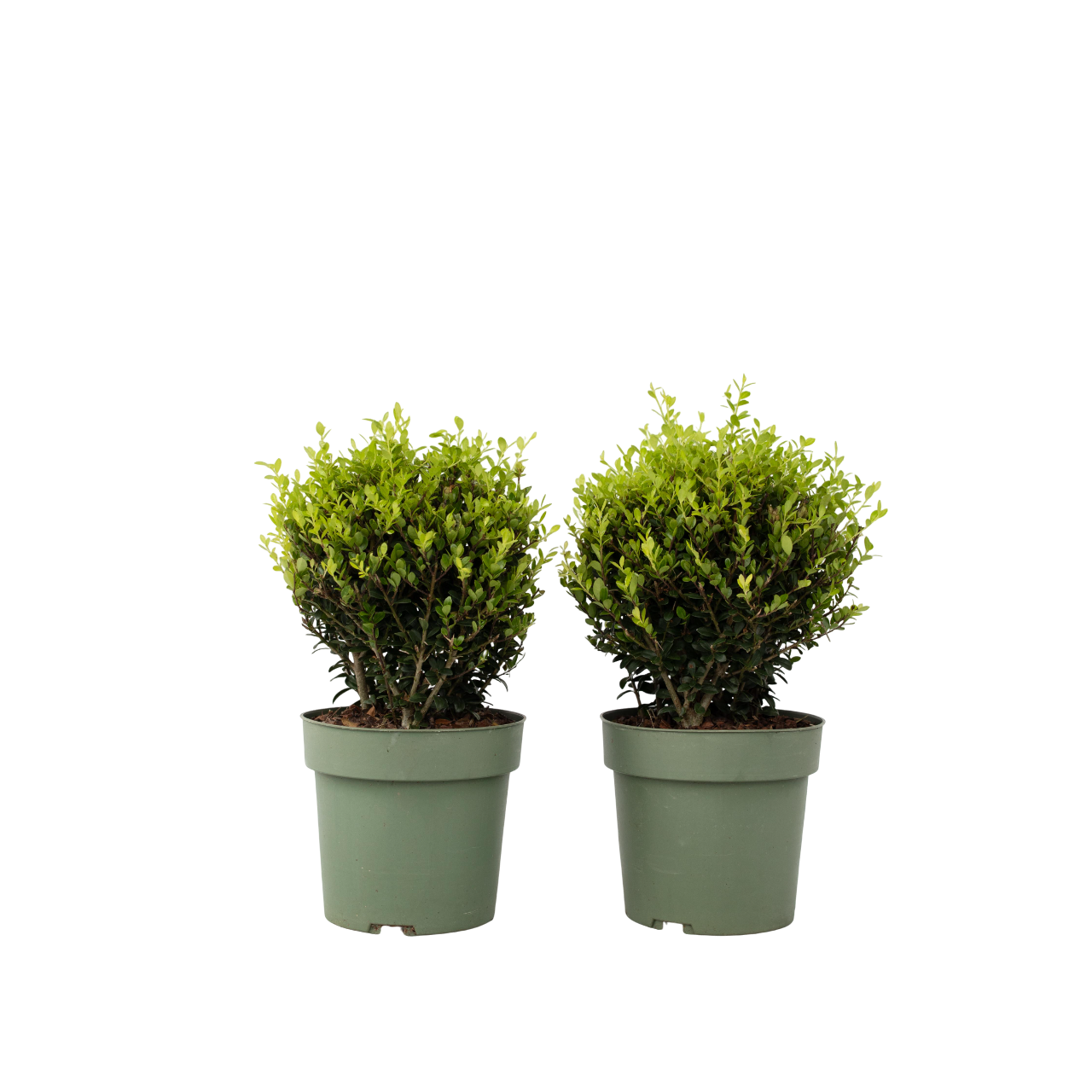Japanese holly - 2 pcs. Ilex crenata 'Jenny' - Height 30-40cm - ⌀17cm