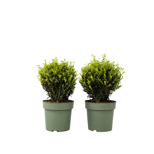 Japanese holly - 2 pcs. Ilex crenata 'Jenny' - Height 30-40cm - ⌀17cm