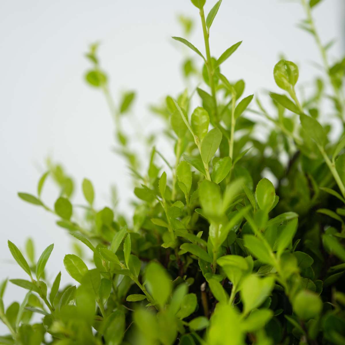 Japanese holly - 2 pcs. - Ilex crenata 'Jenny' - Height 55-65cm - ⌀21cm