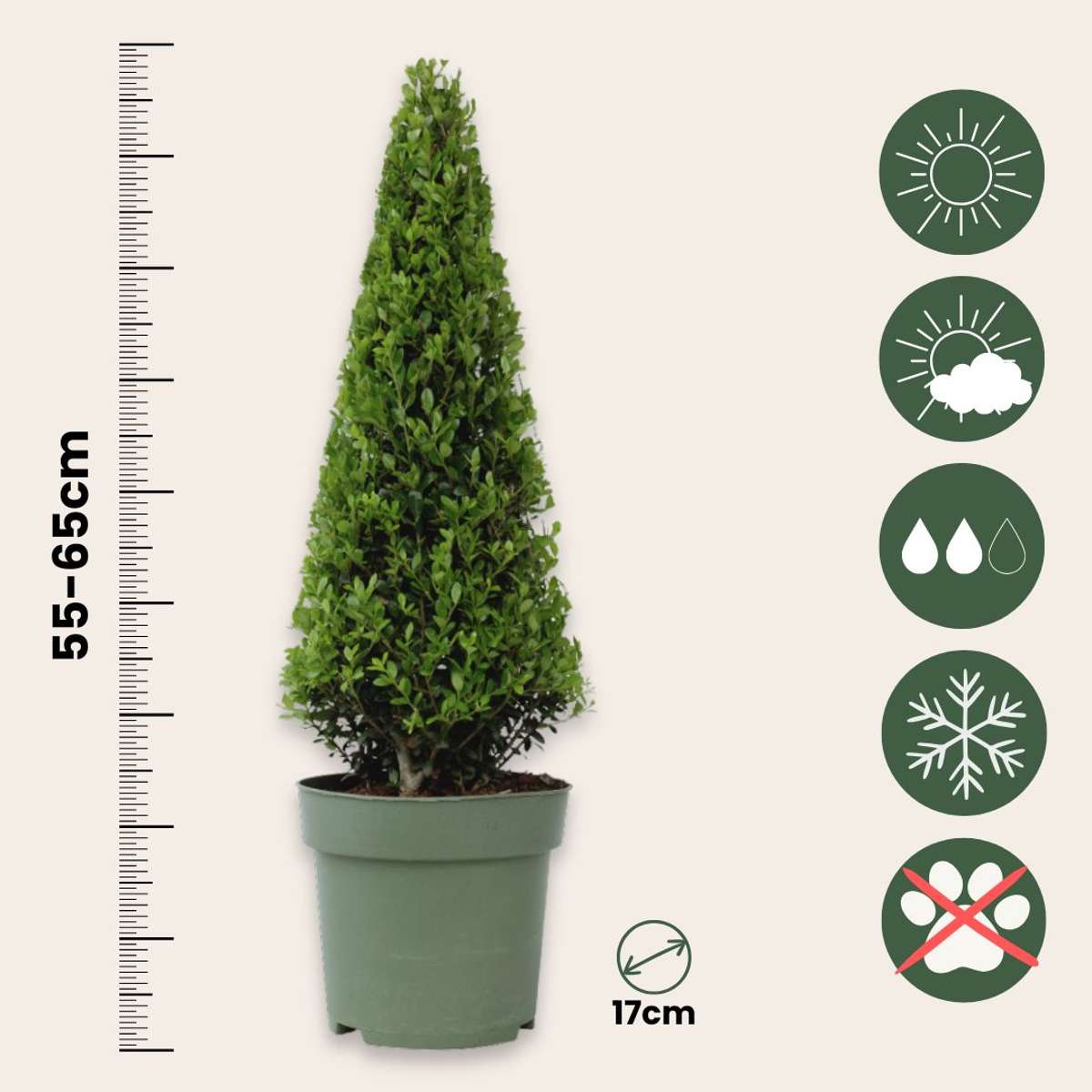 Japanese holly - 2 pcs. - Ilex crenata 'Jenny' - Height 55-65cm - ⌀21cm