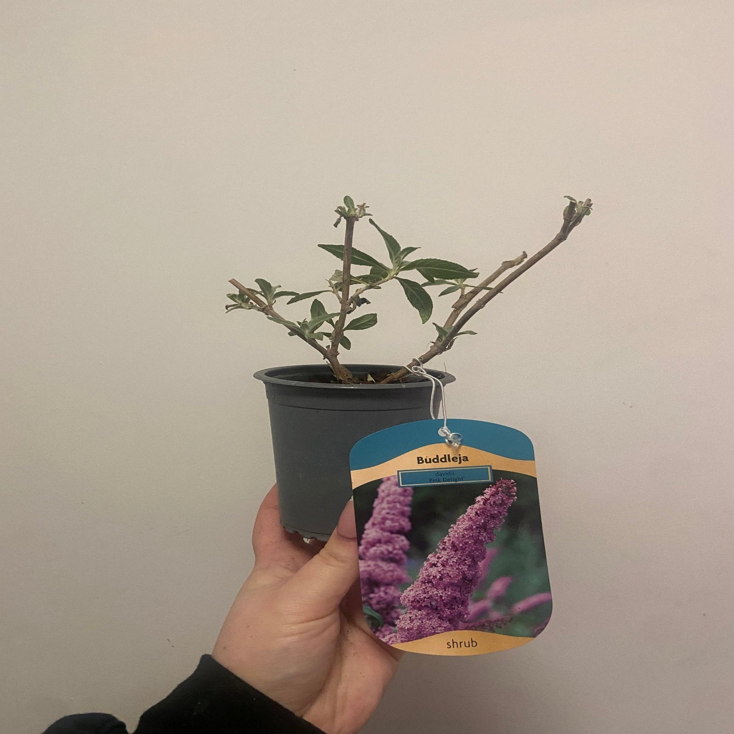 Buddleja davidii 'Pink Delight' 9cm/1L