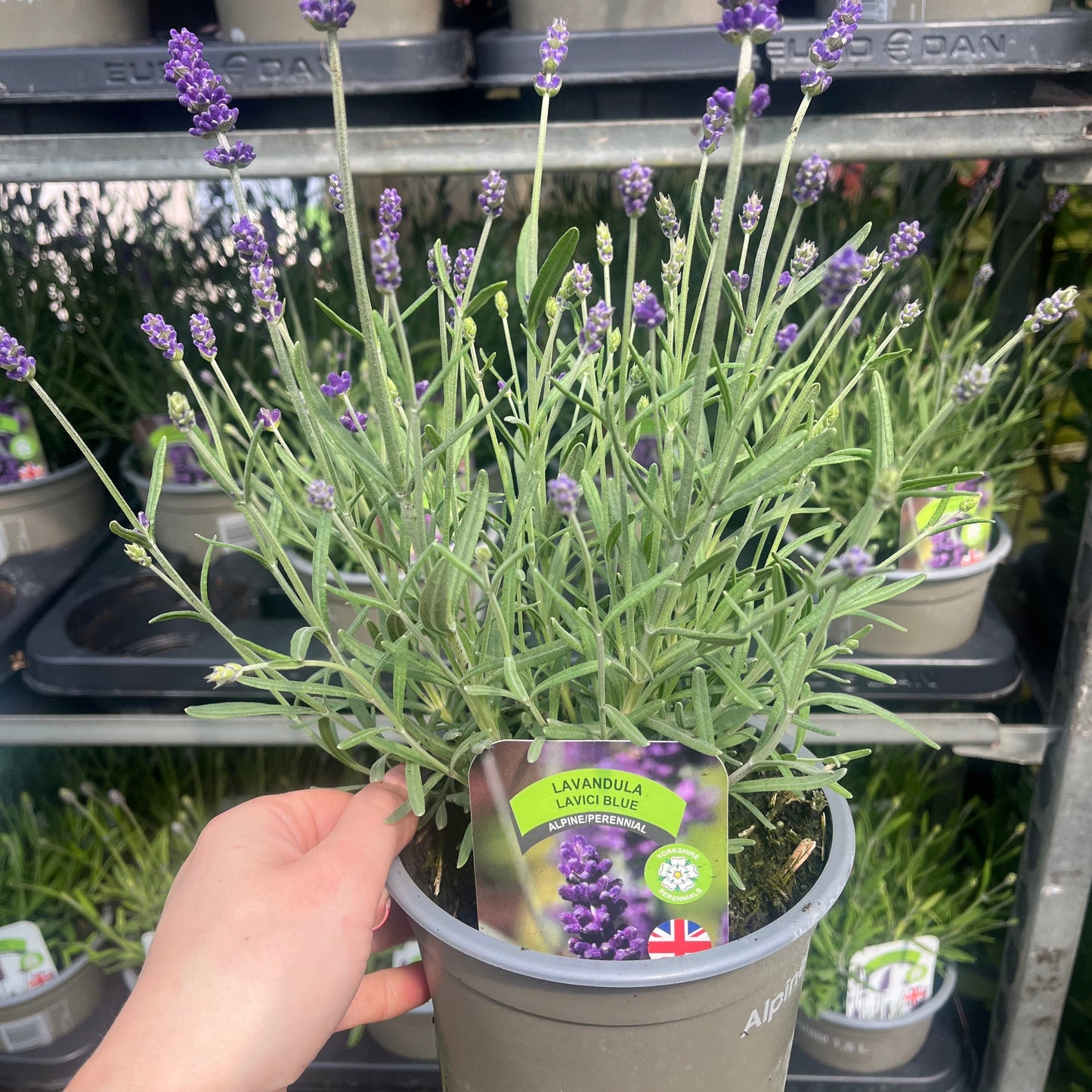 Lavandula angustifolia 'Lavici Blue' 1.5L
