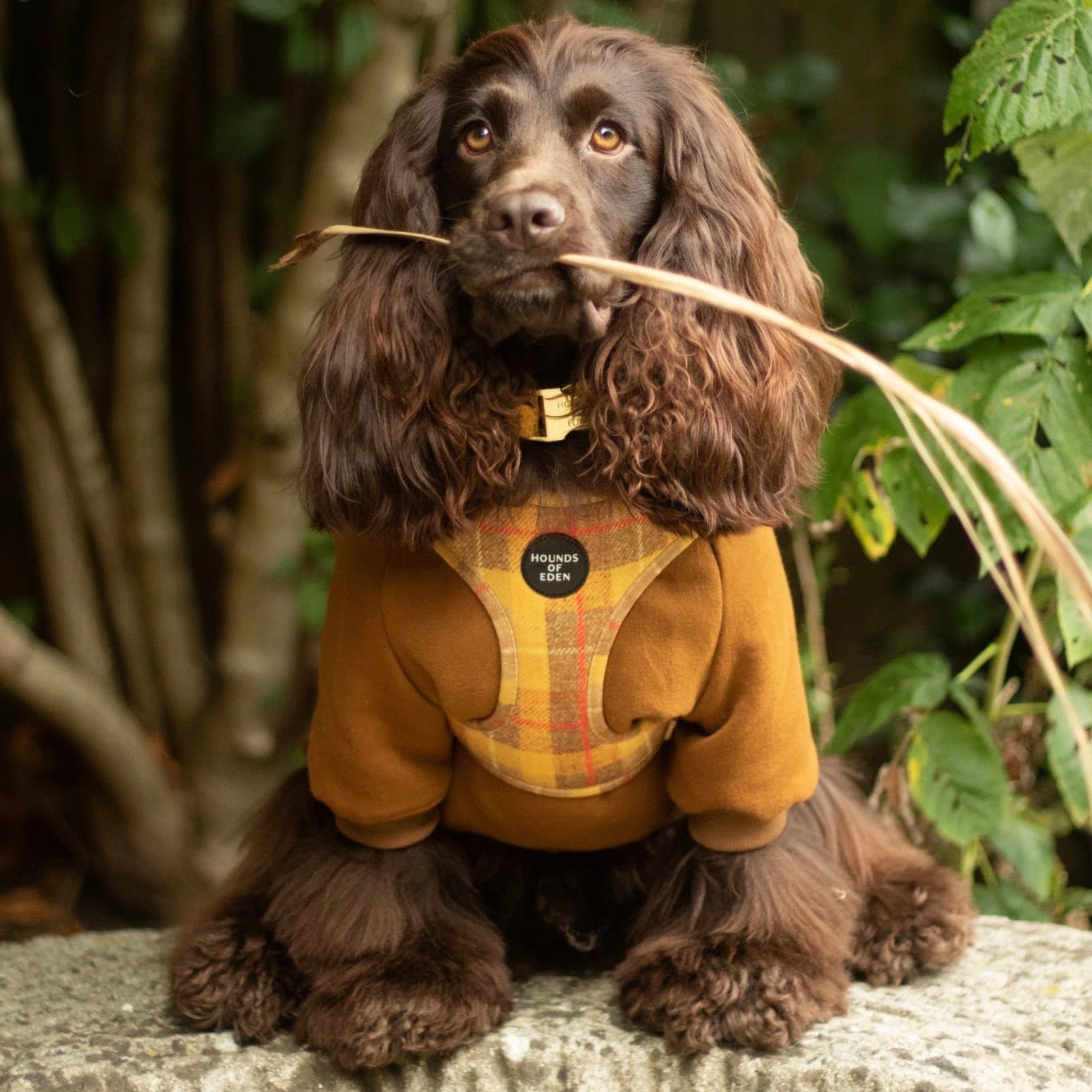 Dog Hoodie - Purple