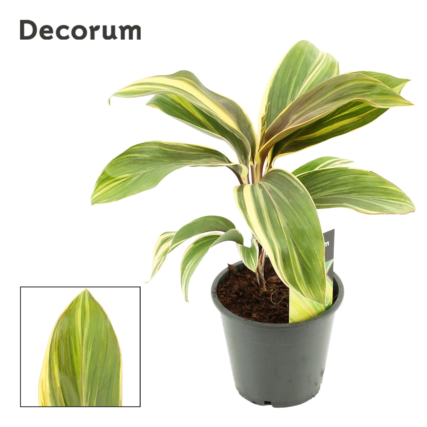 Cordyline Chocolate Queen