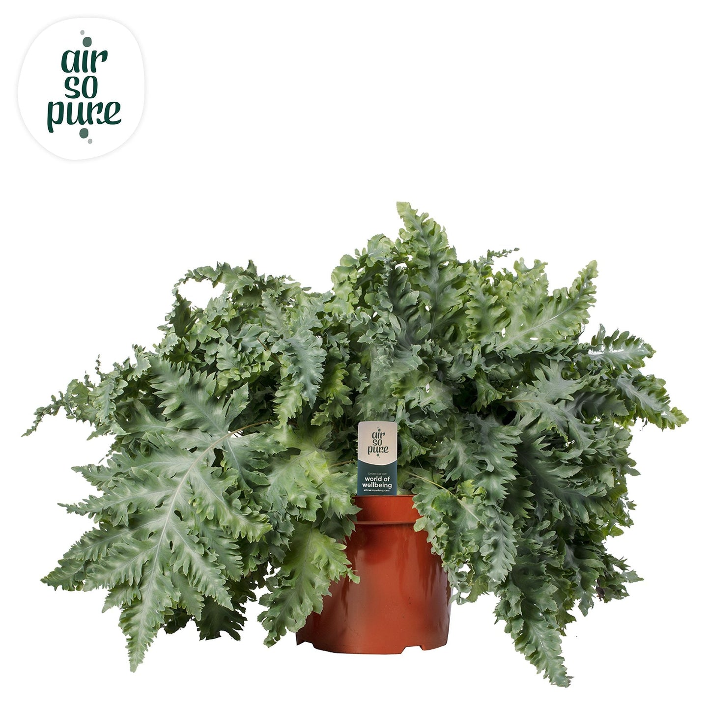 Phlebodium Davana