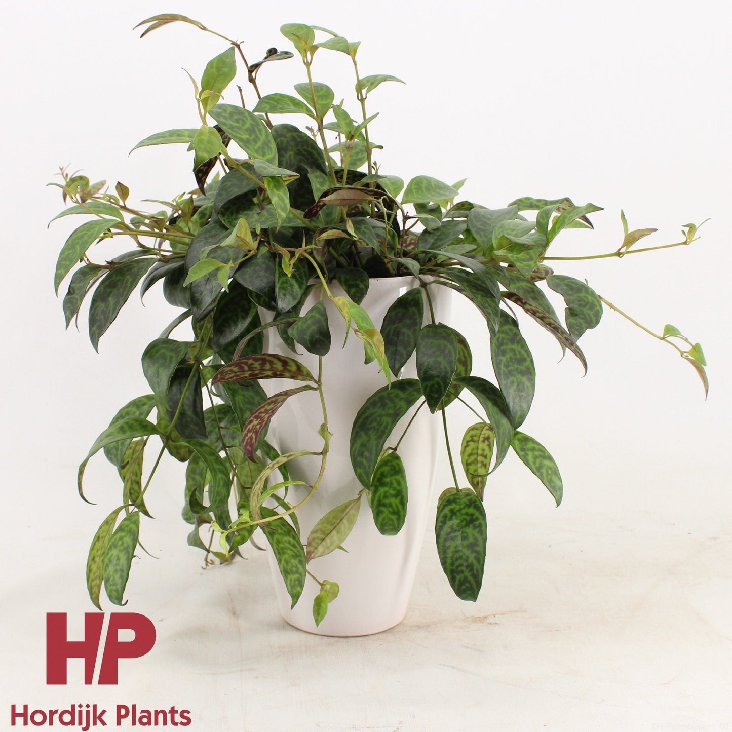 Aeschynanthus Marmoratus Keramiek Wit