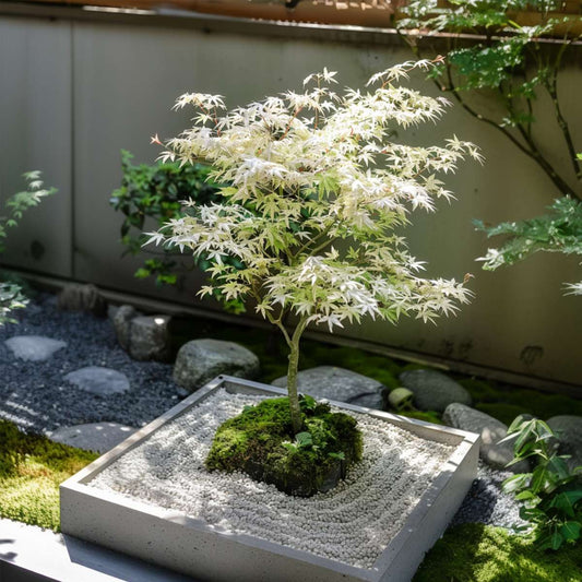 Japanese maple - Acer palmatum 'Ukigumo' - Height 50-60cm - ⌀19cm